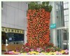 年宵花卉,绿宝网提供年宵花卉在线定购