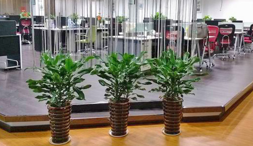 园林绿化：城市绿肺的呼吸